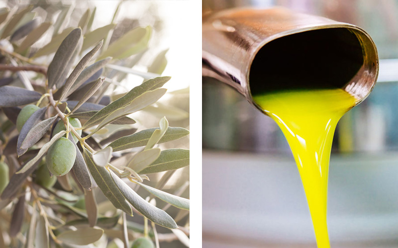 Tid for olivenhøsting